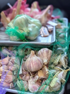 Once all the garlic is put through the preparation process, the cloves are returned to their mesh bags for easy transport to the garden bed – this year located in the far southwest corner of my vegetable garden. Extra bulbs were left whole and brought down in case needed.