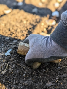 To make the holes for planting garlic, Josh uses a dibble or a dibber. The T-grip on the dibber allows the planter to apply enough pressure to create a consistent depth for each hole.