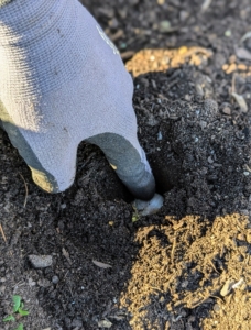 Josh gently pushes the clove to the bottom of the hole.