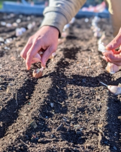 Ryan positions each clove. When planting multiple rows of garlic, be sure the rows are at least one-foot apart.