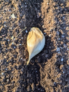 The majority of garlic in the US is planted from mid-October through November before the ground freezes.