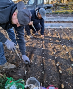 Josh and Phurba are fast planters. The garlic crop will tolerate some shade but prefers full sun. This garlic will be ready to harvest mid-July to August.