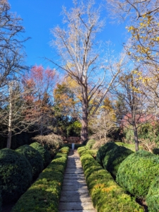 I began planning this formal garden more than 10 years ago. The focal point is the great old ginkgo tree at the back of the space that is original to the property. Over time, I've planted American and English boxwood, smaller ginkgo trees, smoke bushes, Siberian weeping pea shrubs, peonies, hostas, lilies, alliums, and so much more. Yesterday, my outdoor grounds crew raked and blew all the fallen leaves from the area, exposing beds now ready for their winter sleep.