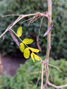 And now the last of the weeping Siberian pea shrub leaves are just waiting to fall too... and then the garden sleeps through winter, until spring, when everything comes to life once more.