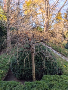 This is one of six weeping Siberian pea shrubs with cascading weeping branches. It has already dropped all but a handful of its leaves.