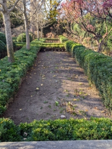 The autumn leaves are cleared. The beds will soon be top dressed with composted mulch and the boxwood covered in burlap or netting.