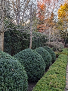 I have low boxwood hedges, teardrop shaped boxwood shrubs, and surrounding the garden on three sides is tall American boxwood. I love how it encloses the space. And because the Summer House faces a rather busy intersection, the wall of boxwood provides a good deal of privacy.