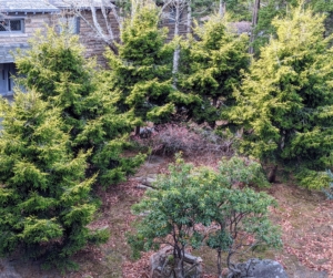 This is my circular driveway in front of Skylands. In summer, it's filled with color from the lush plantings – purple smoke bushes, hay-scented ferns, and these yellow spruce trees, Picea orientalis ‘Skylands’.