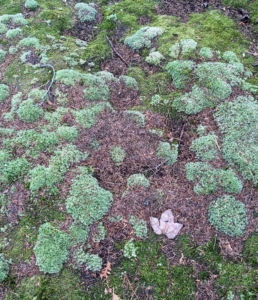 There is a lot of moss at Skylands. Mosses are small, non-vascular flowerless plants that typically form dense green clumps or mats, often in damp or shady locations. During summer, we fill garden planters with moss and other natural elements. Once the season is over, we always make sure the moss we harvested is returned to the forest where it can regenerate and flourish.