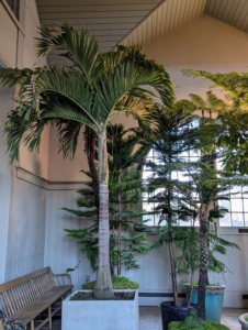 Because my stable has very tall ceilings, I utilize the center space for storing plants during the cold season. Here, the plants are protected from the elements and can be properly monitored and maintained.