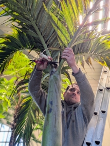 My head gardener, Ryan McCallister, grooms them when needed. Here he is tending to a king palm. These trees have 15 to 20 arching evergreen fronds that emerge from the center crownshaft.