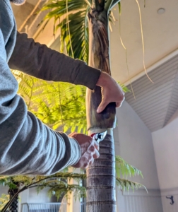 Ryan also removes the dead bark from the top of the palm - a process called skinning, which can help reduce the risk of pest infestation.