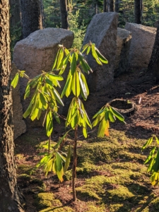 In the afternoon, Cheryl went out again, in search of more beautiful photographic settings. Here is a young rhododendron that seeded itself outside.