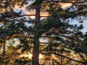 Here is a sunset view between the branches of a tall spruce tree from my dining room window to the west. Seal Harbor is in the distance.