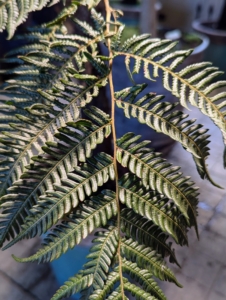 I also have tree ferns in this stable. Tree ferns have ascending trunk-like stems and an arborescent, or tree-like habit with short, green-leafed fronds.