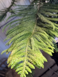 This branch is from a Norfolk Island Pine - a large, evergreen conifer with a symmetrical, pyramidal shape, a straight trunk, and tiered branches arranged in whorls, with bright green soft, needle-like foliage.