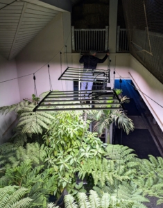 He separates the lights, so they are equally spaced. In order for the plants to get even light coverage, it is best if they are all hung directly above the plants.