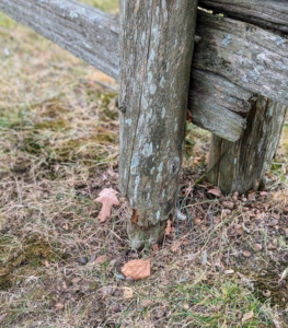 I pay close attention to everything at the farm. Here is one upright post that needs replacing. It was part of a broken fence section around my orchard.