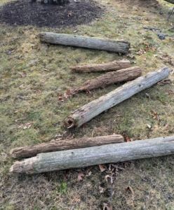 These posts will be chipped and repurposed as top dressing for woodland trees at a later time.