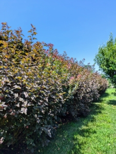 I also surrounded my pool with Ninebark, Physocarpus opulifolius ‘Diabolo,' which is mixed in with Cotinus coggygria ‘Royal Purple’ - both these shrubs have superlative dark colors and appealing forms. They are growing so excellently.