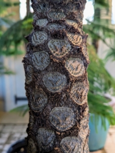 They also have hard, coarse trunks with circular marks where fronds have been shed.