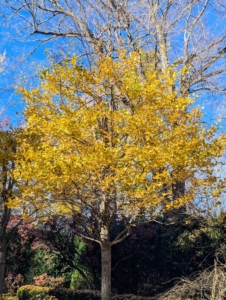 The green ginko of June becomes the golden yellow ginkgo of October. This ginkgo was the last to lose its foliage in the garden.