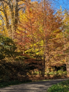 As the weather grows colder and sunlight decreases, the trees seal the spots where the leaves are attached – this process is what causes them to change color and fall to the ground. Rather than expend energy to protect these fragile organs, trees shed leaves to conserve resources for the next year.