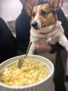 Carolyn Goldstein, Marquee Brands Brand Director for Ben Sherman and Bruno Magli, submitted this photo of her Welsh Pembroke Corgi Milo eyeing the bowl of mashed potatoes - my mother, Big Martha's, famous recipe.