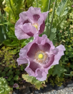 Poppies are cool season hardy annuals that prefer full sun.