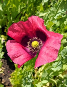 Papaver somniferum, commonly known as the opium poppy or breadseed poppy, is a species of flowering plant in the family Papaveraceae. It is the species of plant from which both opium and poppy seeds are produced and is also a much-loved ornamental plant in the garden.