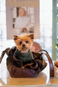 Some four legged friends also attended the book signing. This handsome Yorkshire Terrier is Figgy owned by Cece Kieselstein Cord. (Photo by Guisela Photo)