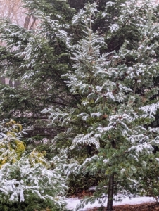 Also covered in a light layer of snow - the evergreens in my pinetum. My pinetum is where I keep a collection of pines, spruces, firs, and others.