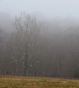 At the far end of the back hayfield is my giant sycamore tree, the symbol of my farm. This tree is among the largest of the trees on the property.