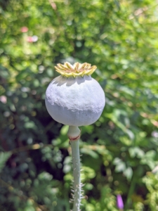 This is the bluish-green poppy seed pod capsule, which is what’s left on the stem once the flower blooms. When the seed heads turn brown, they are cut and the seeds inside are harvested and saved until they can be planted in the garden the following year.