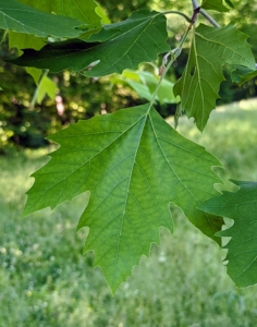 The leaves of the London plane are thick and stiff-textured, broad, palmately lobed, and maple-like.