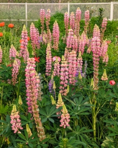 Lupines come in a range of colors from pink and purple to white, yellow, or with some species, even red.