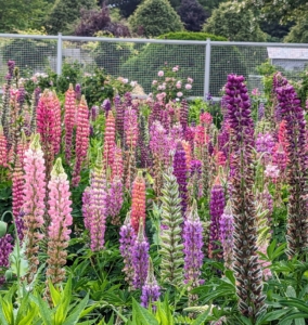 Lupines are members of the pea family and can grow up to four feet tall. They are attractive and spiky, and can add color and texture to any flowerbed. I've grown lupines for years and they thrive in my garden.