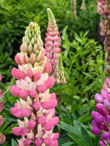 If planting lupines from seed, direct sow in the garden in late fall or early winter for blooms the following spring. One can also sow seeds in the spring four to six weeks before the average last frost date for blooms later in summer.