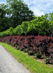 In landscaping, an allée, or an avenue, is traditionally a straight path or road with a line of like trees or large shrubs running along each side. To create this particular allée through my field, I started with a selection of 46 London plane trees. I also planted about 100 royal purple smoke bushes, Cotinus coggygria.