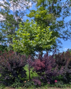 The London plane is a large tree that grows up to 65 to 130 feet when fully mature. In recent years, I've planted London planes in my maze, outside a paddock, and here as part of a long allée in my middle field. Here is the allée in spring.