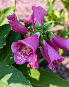 Foxglove flowers grow on stems which may reach up to six feet in height, depending on the variety. The downward-facing, tapered, tubular flowers are spotted inside with dark purple edged in white on the lower lip, which serves as a landing platform for pollinators.