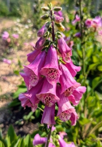 This is a foxglove plant, Digitalis purpurea. Foxgloves can also be planted in fall when the soil is still moist and workable, which encourages new root growth.