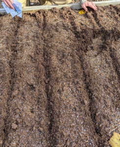 Ryan makes seed furrows all the way down the bed. The furrows are about half an inch deep and about six inches apart.