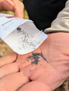 Poppy seeds are very small. Here, Ryan pours some into his palm before dropping into the soil.