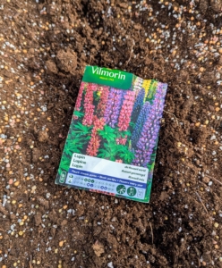 These lupine seeds are from Vilmorin. Vilmorin was founded as a plant and seed boutique in 1743 by seed expert Claude Geoffroy and her husband Pierre Andrieux, the chief seed supplier and botanist to King Louis XV. I've been growing Vilmorin seeds for years.