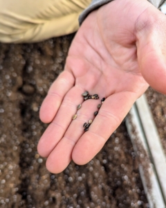 Lupine seeds are a little bigger than poppy seeds. They are brown and resemble beans.