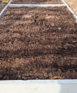 The bed was already well fertilized. These plants should overwinter nicely in this location protected from wind and where they can receive morning sun.