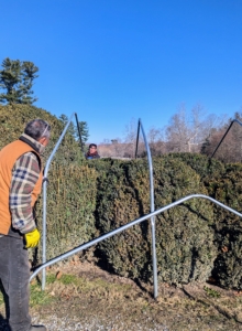 Working in pairs, these bow sections are positioned on both sides of the boxwood.