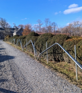 These are 10-foot wide bow sections – they will last quite a while and give the boxwood a lot of room to grow. Building the frame at least a foot taller than the majority of the boxwood protects any heavy snow from weighing down onto the tender foliage.