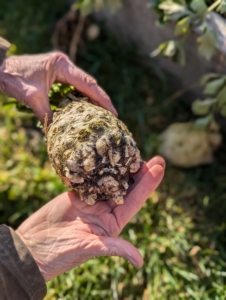 The celeriac should be clean of any roots at the bottom. These vegetables are big - about the size of one's palm. The flavor is very mild, slightly sweet and nutty, and doesn’t have any bitterness.